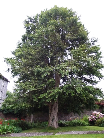 Ginko or maiden hair tree